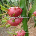 Fruit tree seeds for sale-High Quality High Yield Pitaya Fruit Seeds For Growing